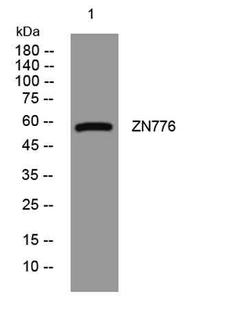 ZN776 rabbit pAb
