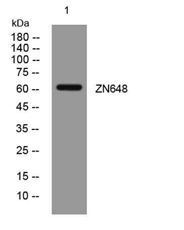 ZN648 rabbit pAb
