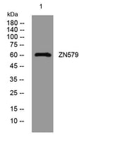 ZN579 rabbit pAb