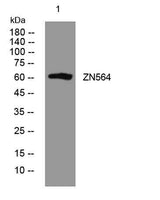 ZN564 rabbit pAb