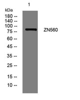 ZN560 rabbit pAb