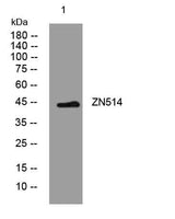 ZN514 rabbit pAb