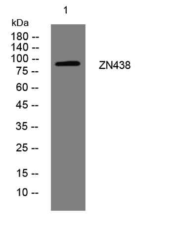 ZN438 rabbit pAb
