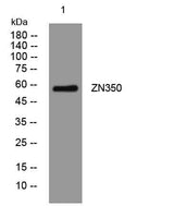 ZN350 rabbit pAb