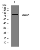 ZN33A rabbit pAb
