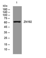 ZN192 rabbit pAb