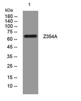 Z354A rabbit pAb