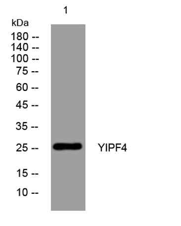 YIPF4 rabbit pAb