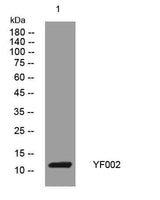 YF002 rabbit pAb