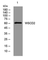 WSCD2 rabbit pAb
