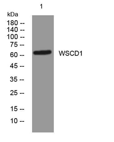 WSCD1 rabbit pAb