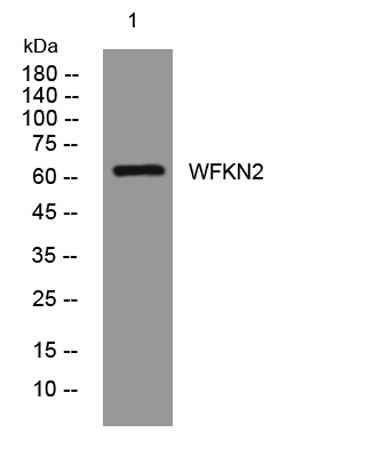 WFKN2 rabbit pAb