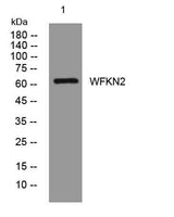 WFKN2 rabbit pAb