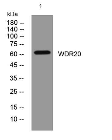 WDR20 rabbit pAb