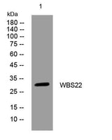 WBS22 rabbit pAb