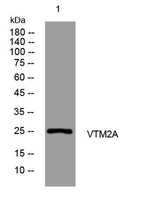 VTM2A rabbit pAb