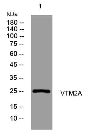 VTM2A rabbit pAb