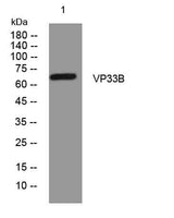 VP33B rabbit pAb