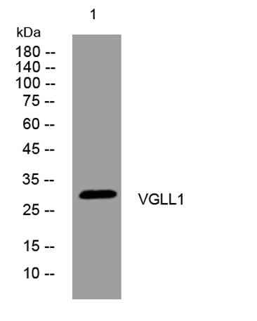 VGLL1 rabbit pAb