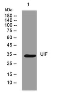UIF rabbit pAb
