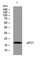 UFC1 rabbit pAb