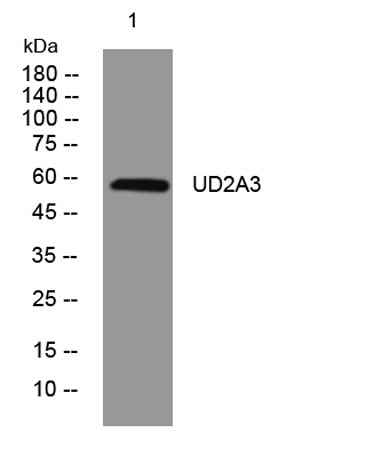 UD2A3 rabbit pAb