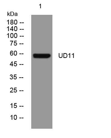UD11 rabbit pAb