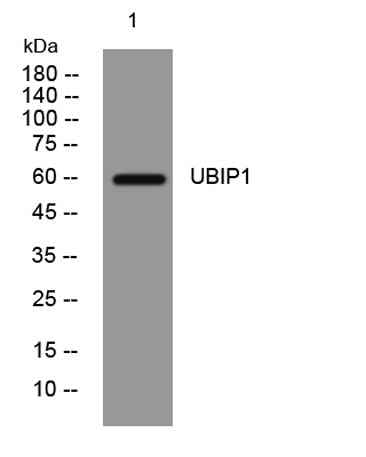 UBIP1 rabbit pAb