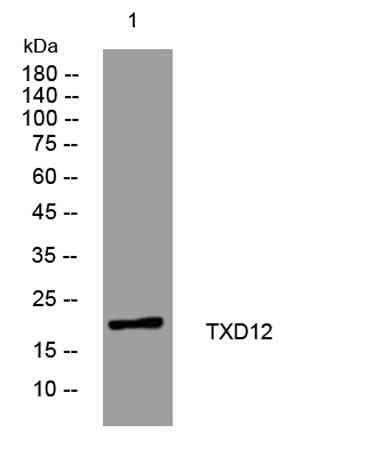 TXD12 rabbit pAb