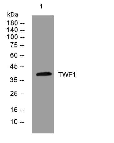 TWF1 rabbit pAb