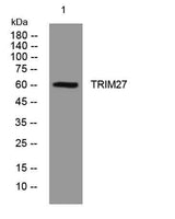 TRIM27 rabbit pAb