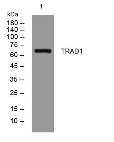 TRAD1 rabbit pAb