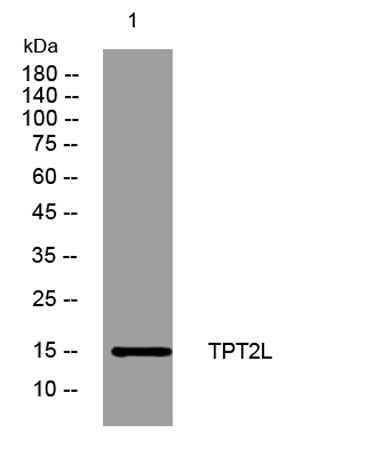 TPT2L rabbit pAb
