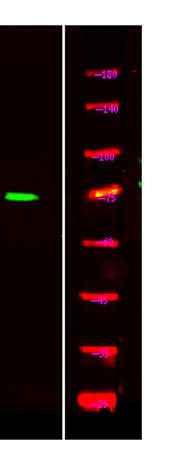 TORC1/CRTC1 (phospho-Ser151) rabbit pAb
