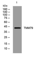 TMM79 rabbit pAb