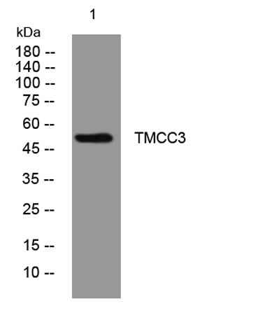 TMCC3 rabbit pAb