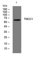 TMCC1 rabbit pAb 50µL/100µL