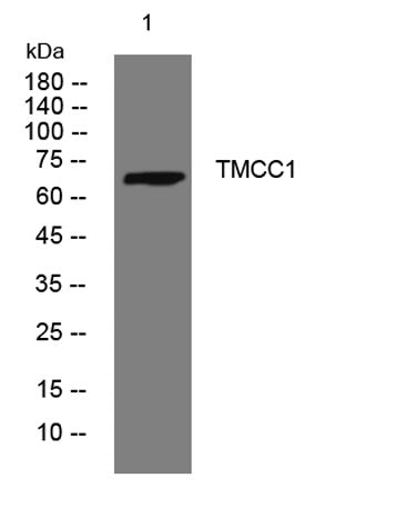 TMCC1 rabbit pAb 50µL/100µL