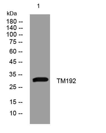 TM192 rabbit pAb