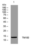 TM100 rabbit pAb