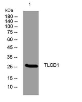 TLCD1 rabbit pAb