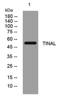 TINAL rabbit pAb 50µL/100µL