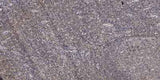 Thrombospondin 1 rabbit pAb