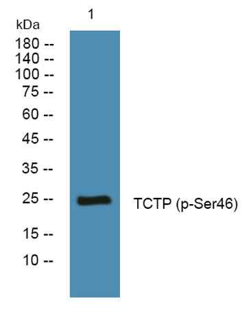 TCTP (phospho-Ser46) rabbit pAb