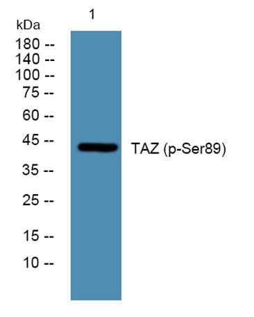 TAZ (phospho-Ser89) rabbit pAb
