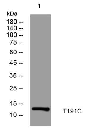 T191C rabbit pAb
