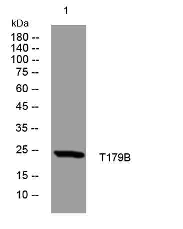 T179B rabbit pAb