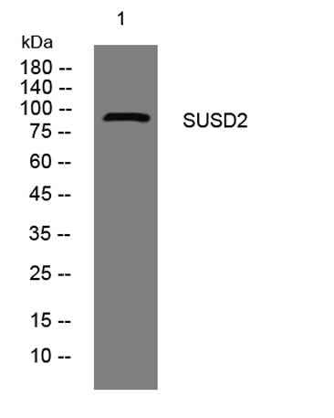SUSD2 rabbit pAb