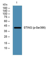 STING (phospho-Ser366) rabbit pAb