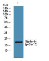 Stathmin (phospho-Ser16) rabbit pAb